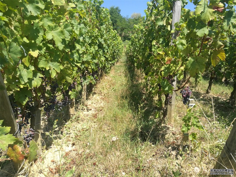 選擇哪個紅酒国产AV午夜福利午夜小电影男人在线APP好