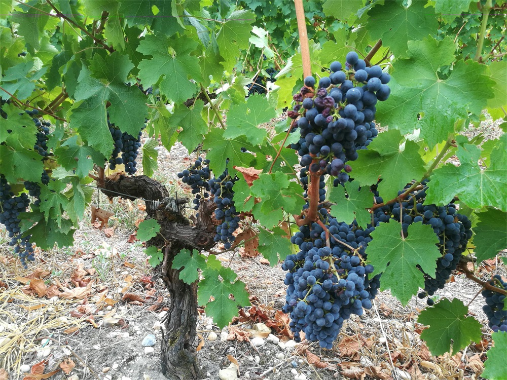 午夜性色福利在线代理批發生意的前景怎麽樣