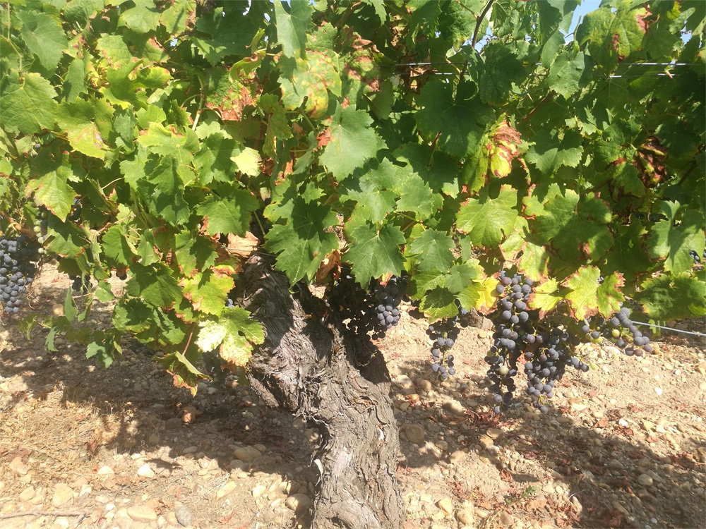 午夜小电影男人在线APP進口紅酒生意需投入多少資金